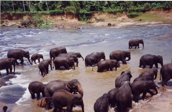 post2 Bathing_Elephants-Pinnawala.jpg