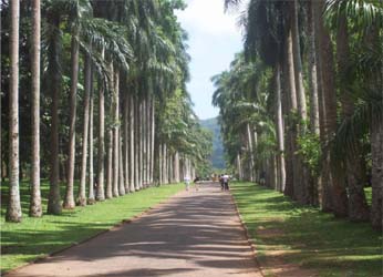 post2 Peradeniya.jpg